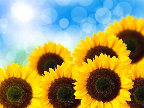 Close up of sunflower Stock Photos