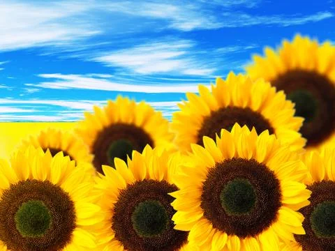 Close up of sunflower Stock Photos