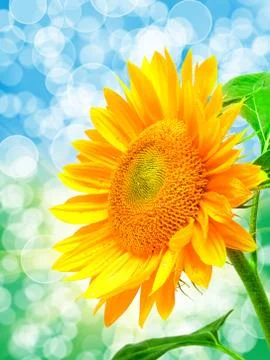 Close up of sunflower Stock Photos