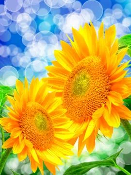 Close up of sunflower Stock Photos