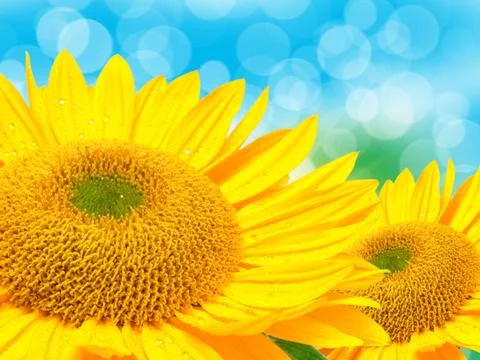 Close up of sunflower Stock Photos