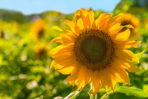 Close-up of sunflower Stock Photos