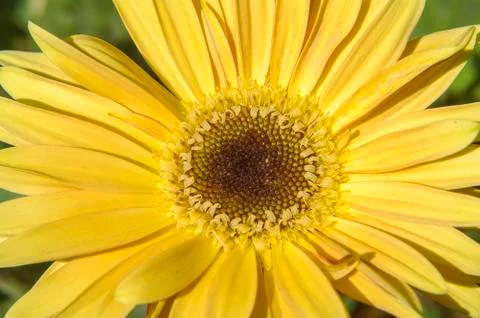 Close up sunflower Stock Photos