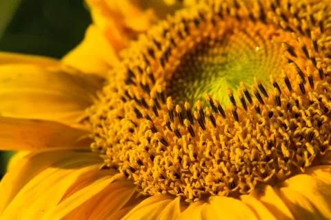 Close-up of sunflower Stock Photos