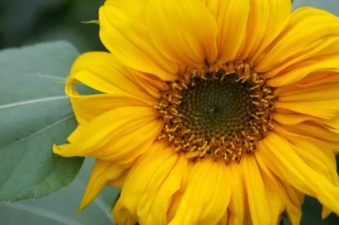 Close-up of a sunflower Stock Photos