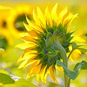 Close-up of sunflower Stock Photos