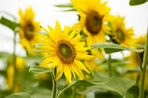 Close-up of Sunflower Stock Photos