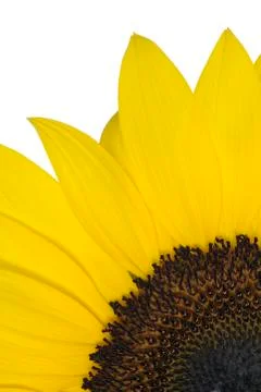 Close-up of Sunflower Stock Photos