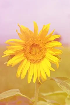 Close up sunflower Foto stock