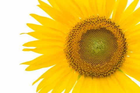 Close-up of Sunflower Stock Photos
