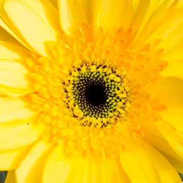 Close-up of sunflower. Stock Photos