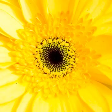 Close-up of sunflower. Stock Photos