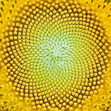 Close-up of sunflower. Stock Photos