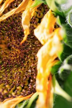 Close up sunflower Stock Photos