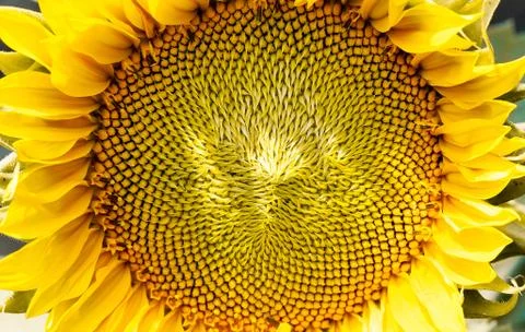 Close up of a sunflower Stock Photos