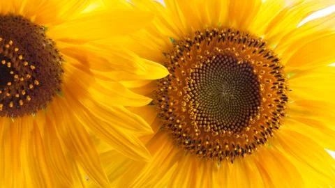 Close-up of sunflower Stock Photos
