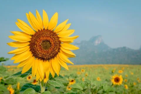Close-up on sunflower. Stock Photos