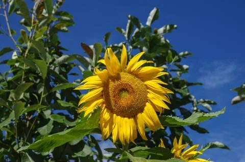 A Close-up of Sunflower Stock Photos