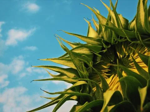 Close up of the sunflower 스톡 사진