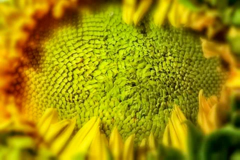Close-up Sunflower Фото