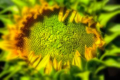Close-up Sunflower Photos