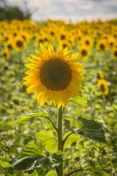 A Close Up of a Sunflower Stock Photos