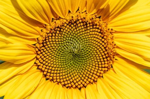 Close up of a sunflower Photos