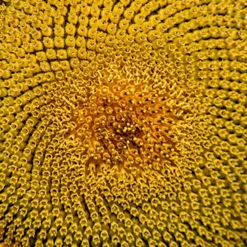 Close up of a sunflower Stock-Fotos