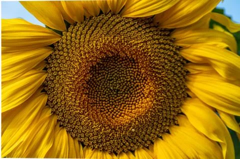 Close up of a sunflower Stock Photos