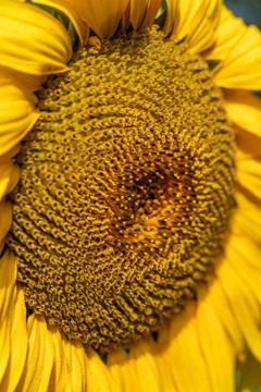 Close up of a sunflower Foto stock