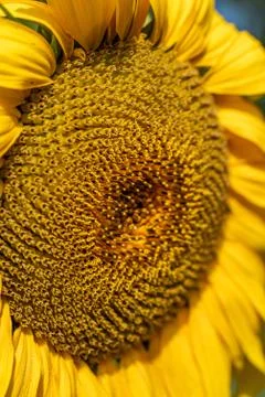 Close up of a sunflower Photos