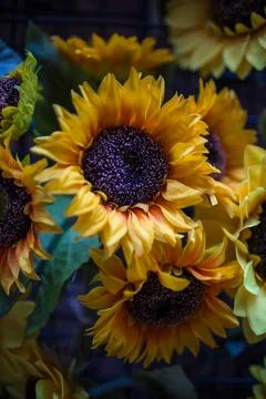 Close up of a sunflower Foto stock
