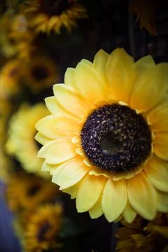 Close up of a sunflower Foto stock