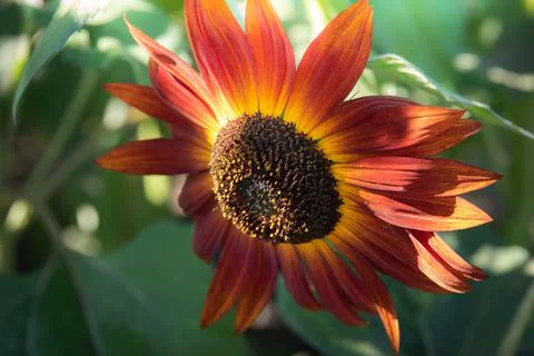 A close up of a sunflower 写真素材