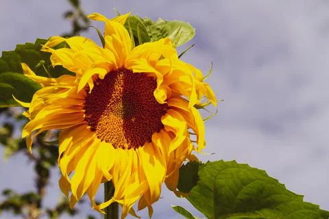 Close-up of sunflower Stock Photos