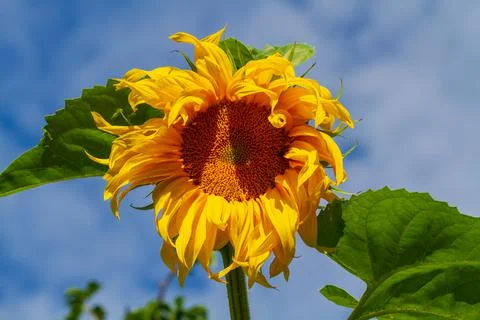 Close-up of sunflower Stock Photos