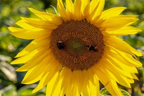 Close-up of sunflower. Stock Photos