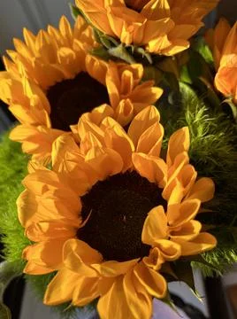 Close up of sunflower Stock Photos