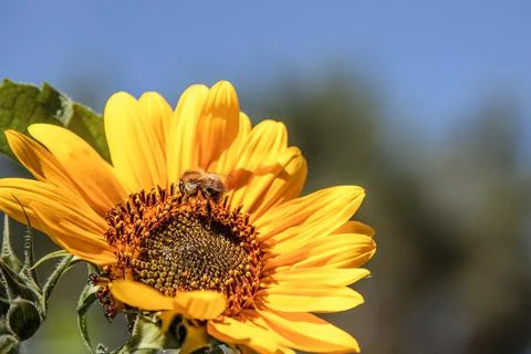 Close up of a sunflower Stock Photos