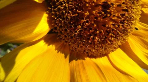 Close up of a sunflower Stock Photos