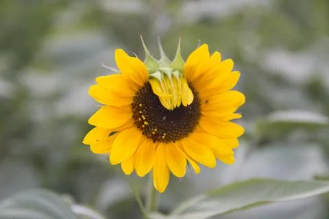 A close up of a sunflower Foto stock