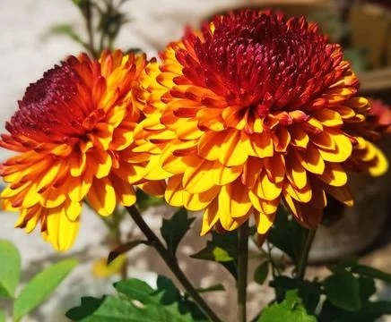 A close up of a sunflower. Stock Photos