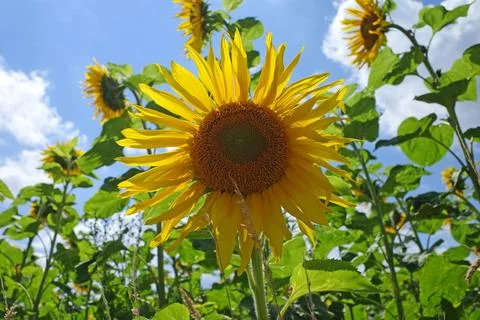 Close-up of a sunflower Stock Photos