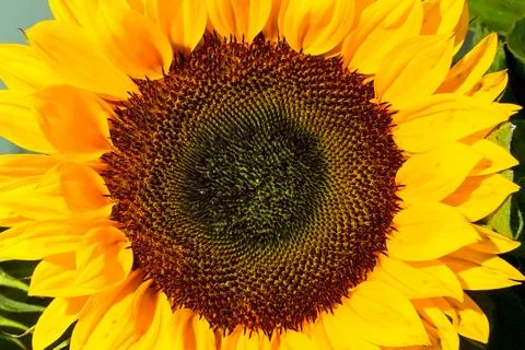Close-up of a sunflower Stock Photos