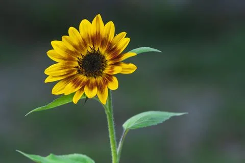 Close-up of a sunflower Stock Photos