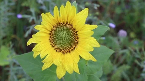 Close-up of sunflower plant Stock Footage 83356314