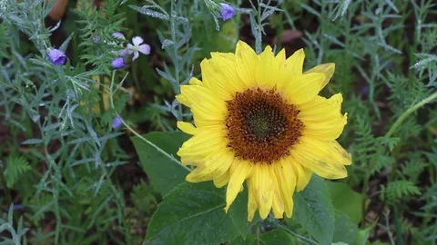 Close-up of sunflower plant Stock Footage 83356388