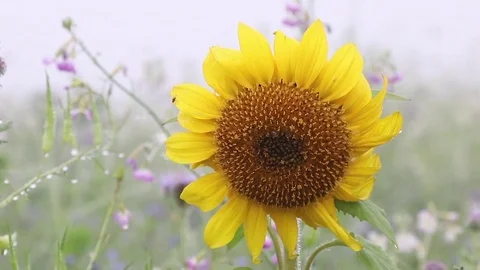 Close-up of sunflower plant Stock Footage 83357137