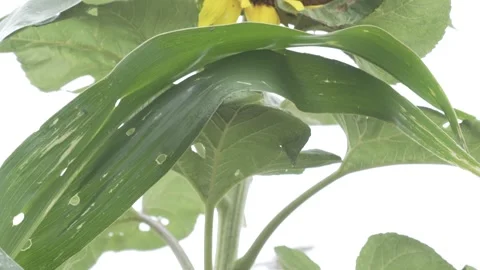 Close up of sunflower plant. Stock Footage 319990589
