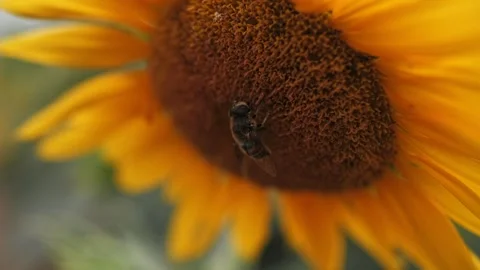 A close-up of sunflower with a pollinating bumblebee Stock Footage 224846732